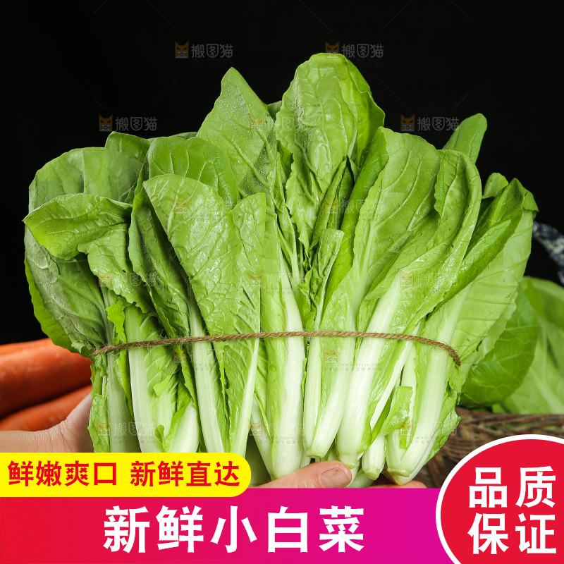 手里捧着四季小白菜