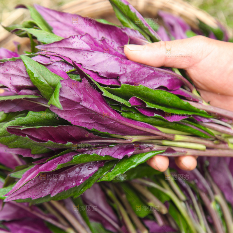 手里拿着血皮菜