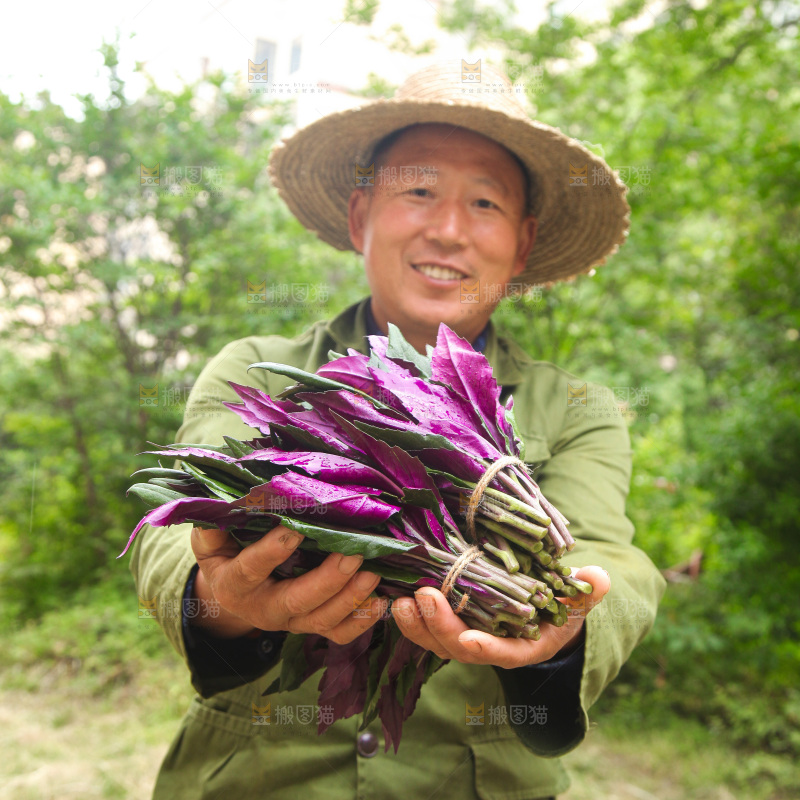 手里拿着紫背菜