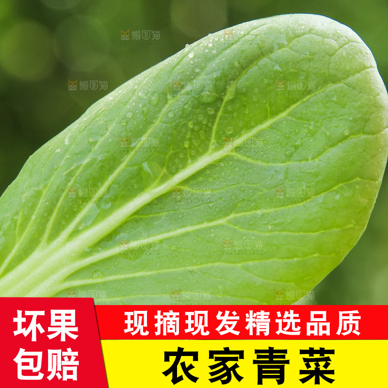 手里拿着小青菜叶