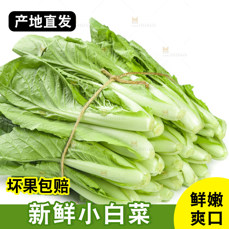 白底上放着一捆新鲜小白菜