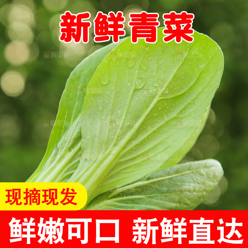 手里拿着小青菜