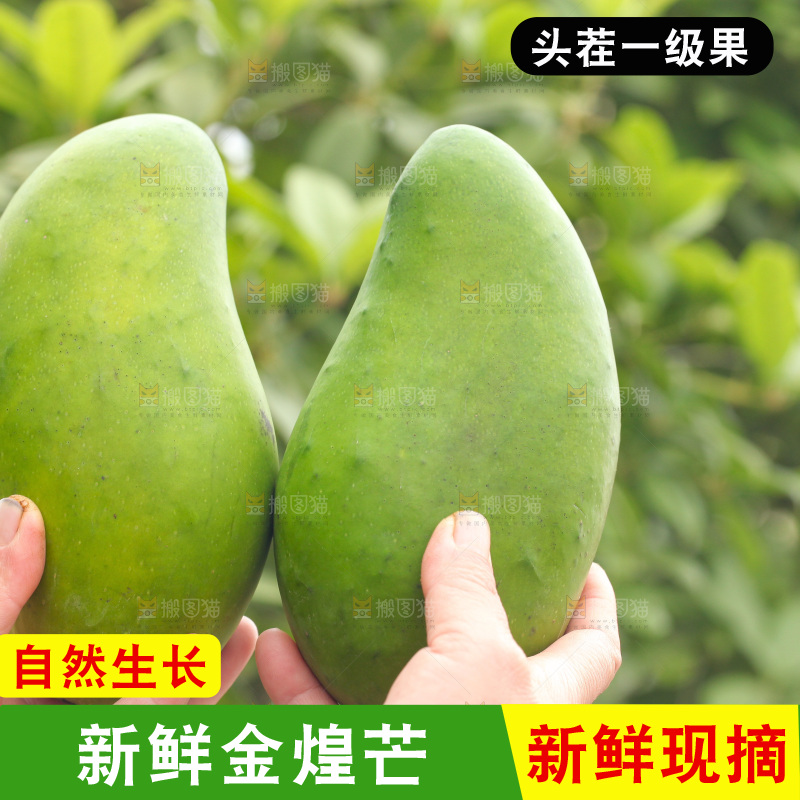 手里拿着青金煌芒