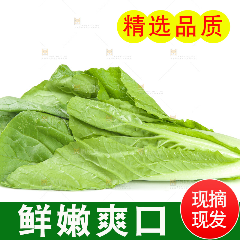 白底上放着小白菜