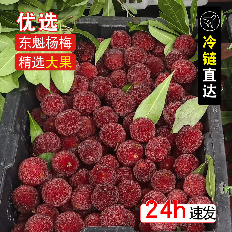 新鲜的东魁大杨梅