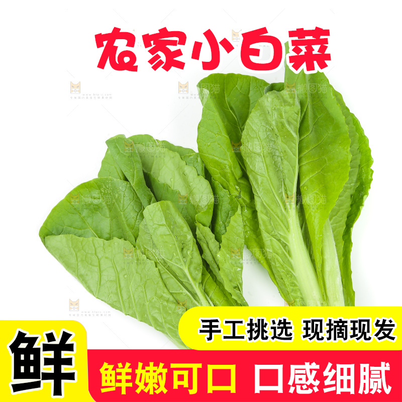 白底上放着小白菜