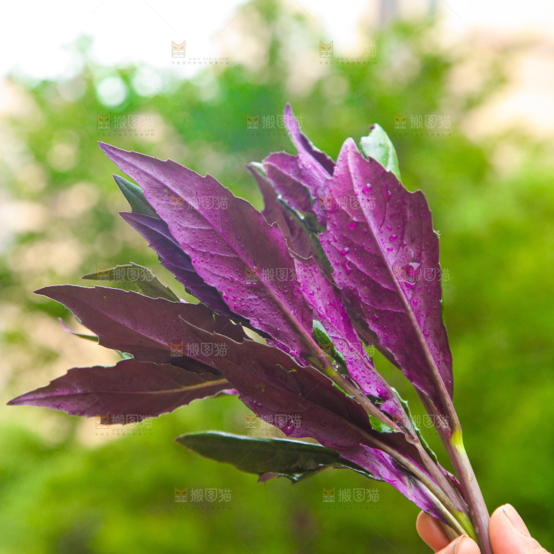 手里拿着紫背天葵