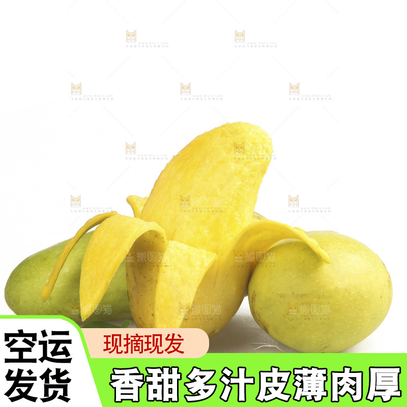 白底上放着金煌芒