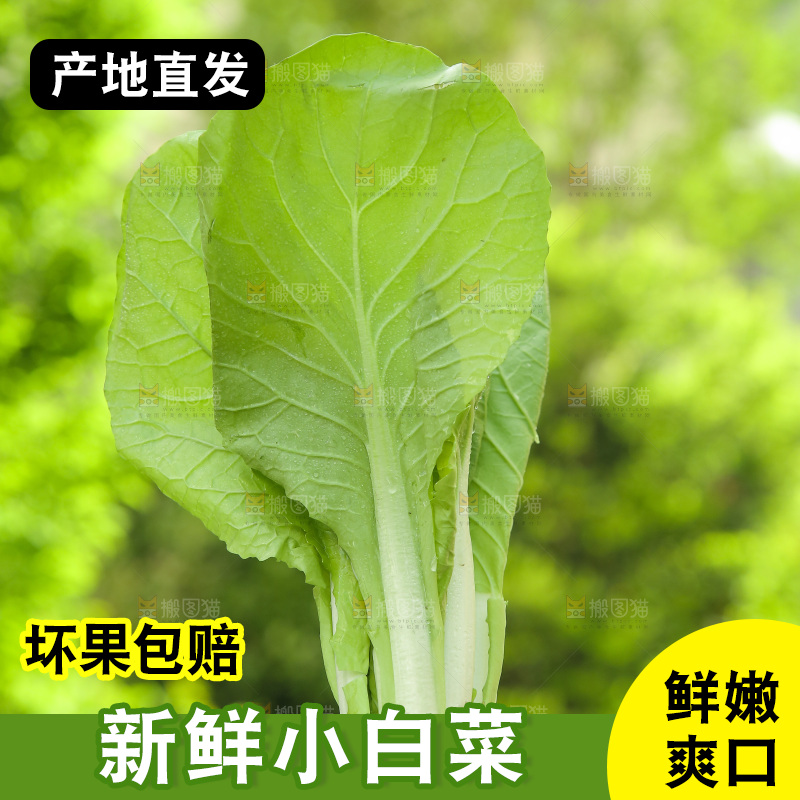 手里拿着奶油小白菜
