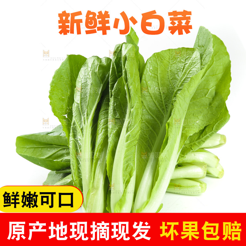 白底上的四季小白菜