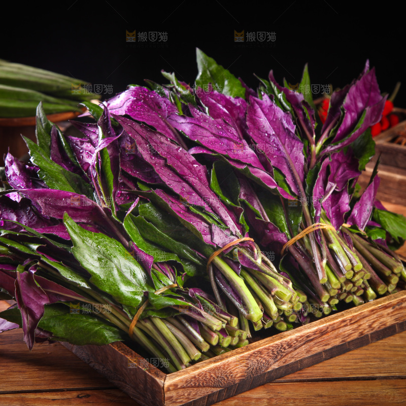 木底上放着一盘紫背天葵