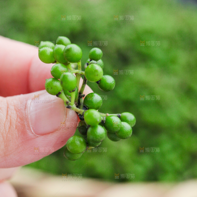 手里拿着山胡椒