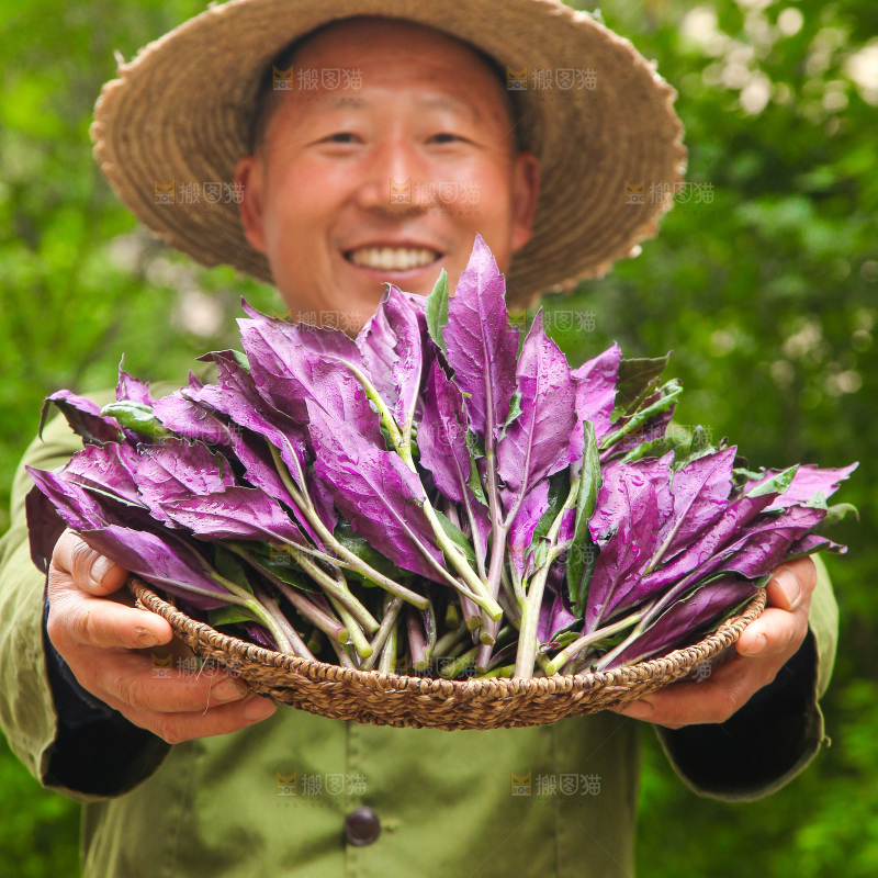 手里端着一篮紫背天葵