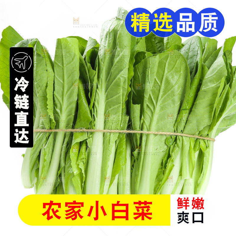 一捆新鲜小白菜