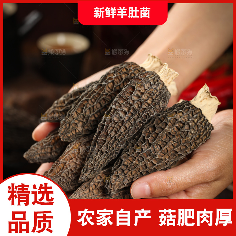 手里拿着云南羊肚菌