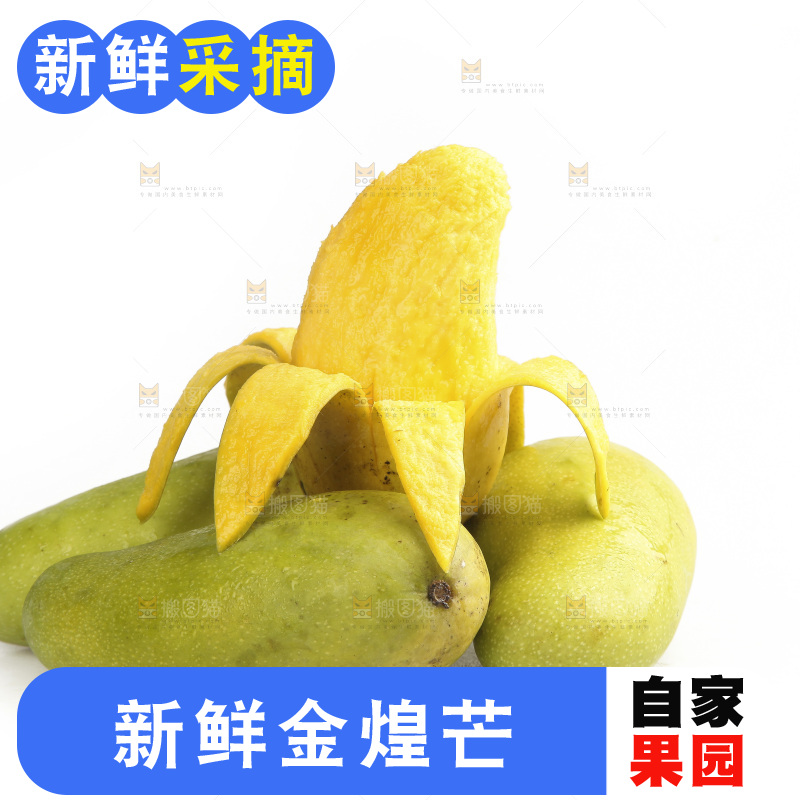 白底上放着金煌芒