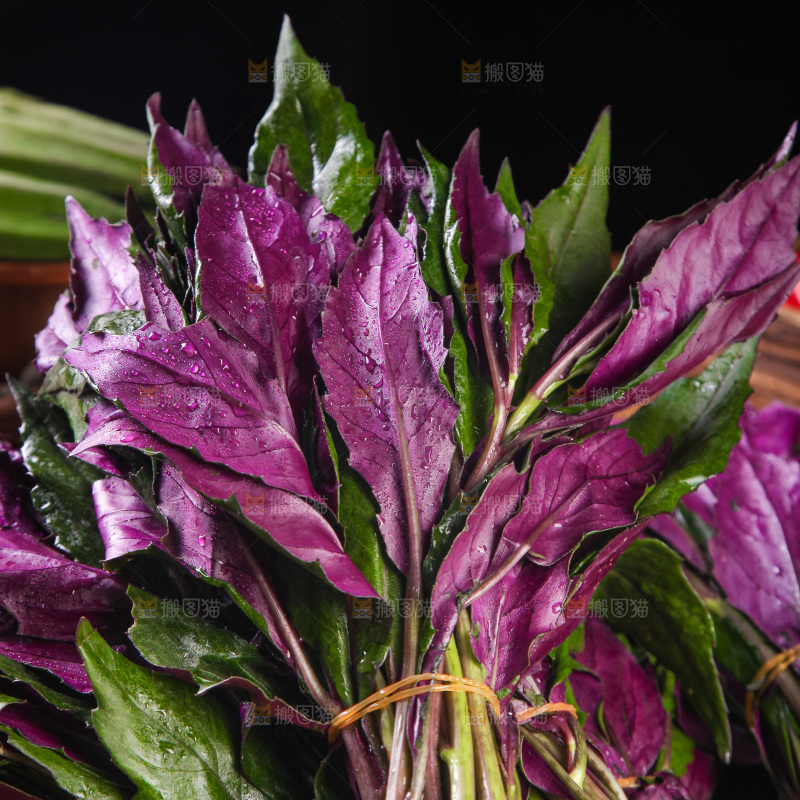 木底上放着一盘紫背天葵