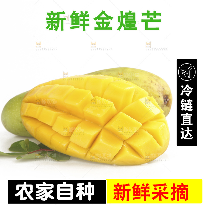白底上放着金煌芒