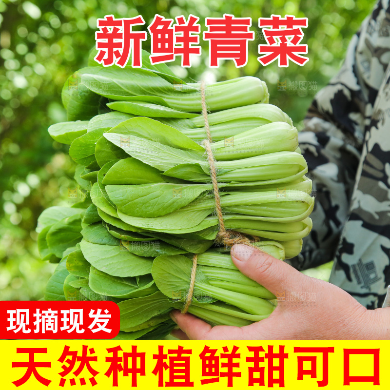 手里捧着小青菜