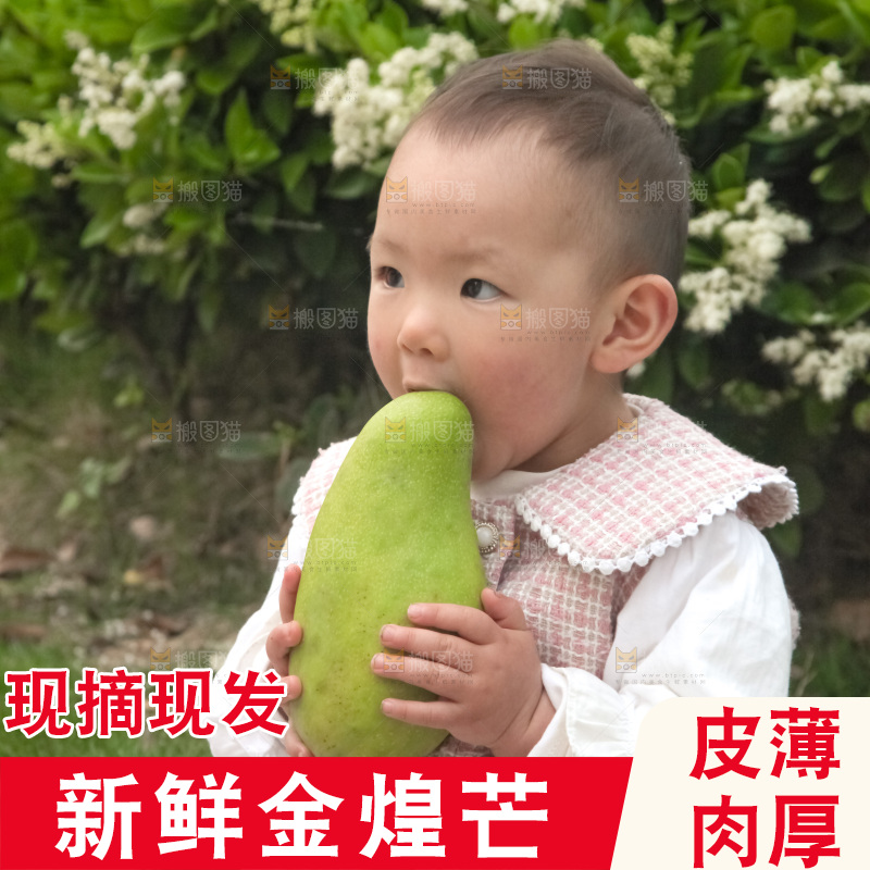 儿童手里抱着大金煌芒