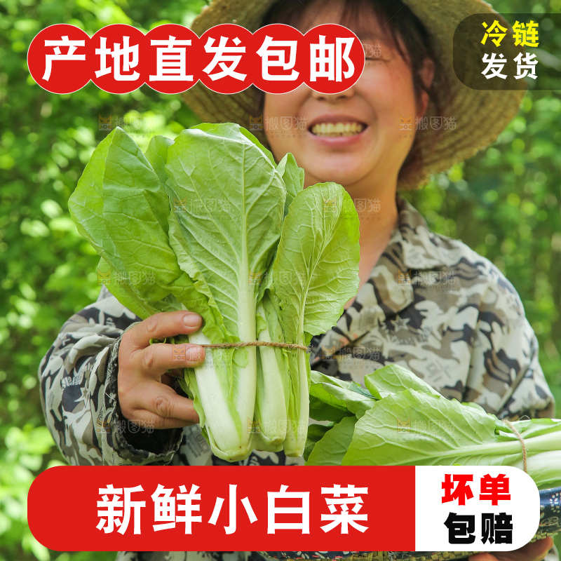 手里拿着小白菜