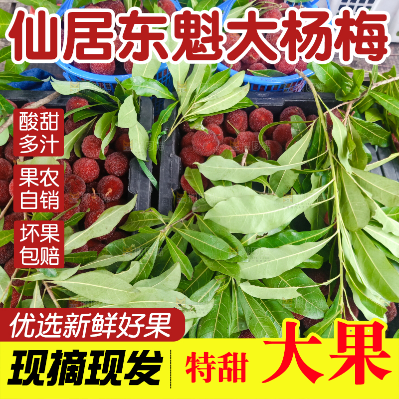 新鲜采摘的东魁杨梅