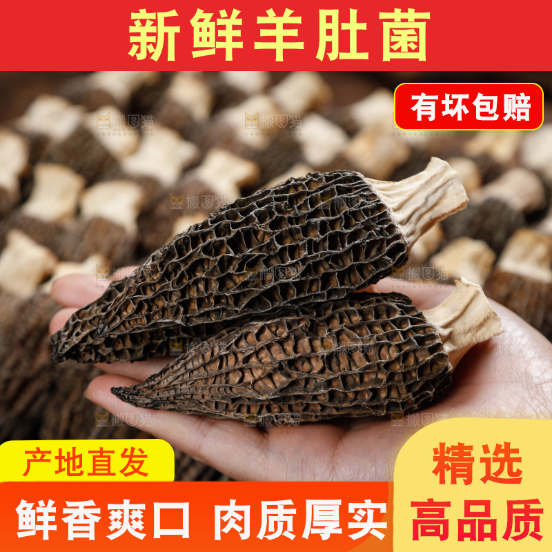 手里拿着羊肚菌