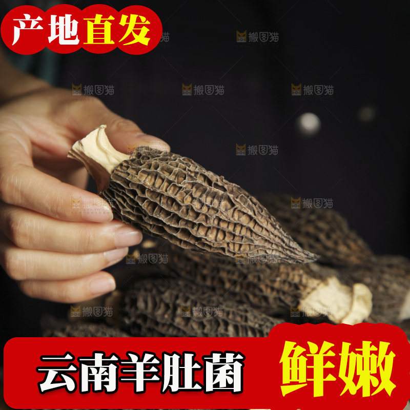 手里拿着干羊肚菌