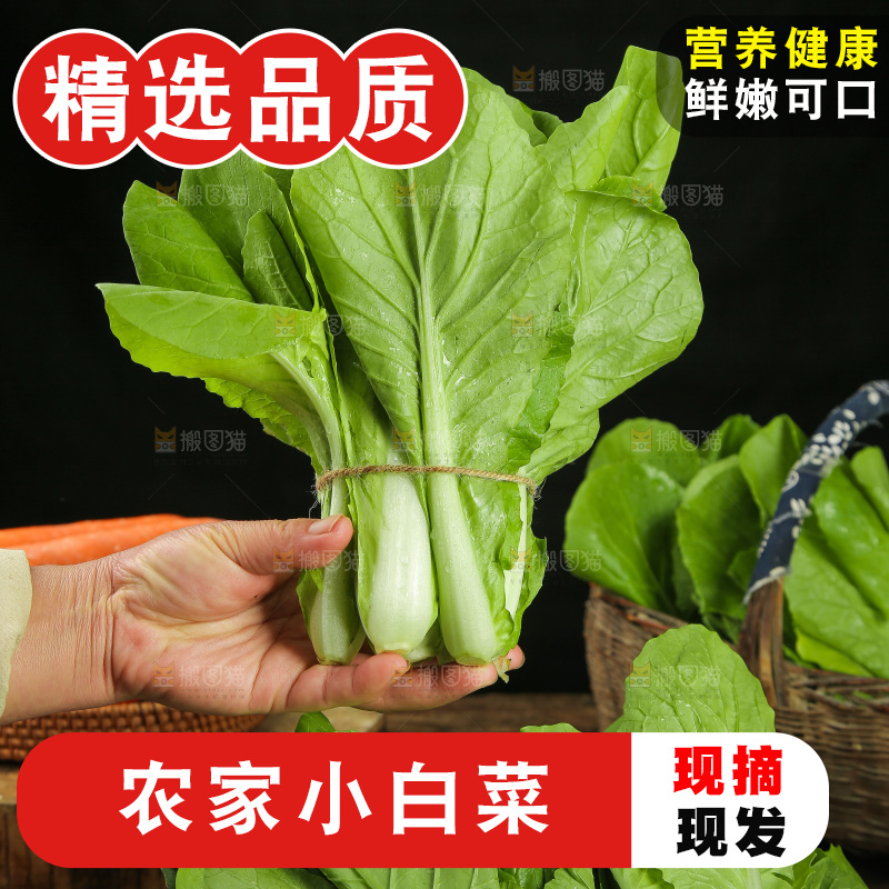 手里拿着杭白菜