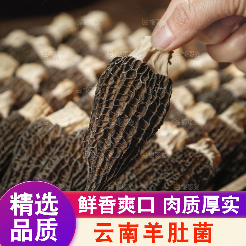 手里拿着羊肚菌