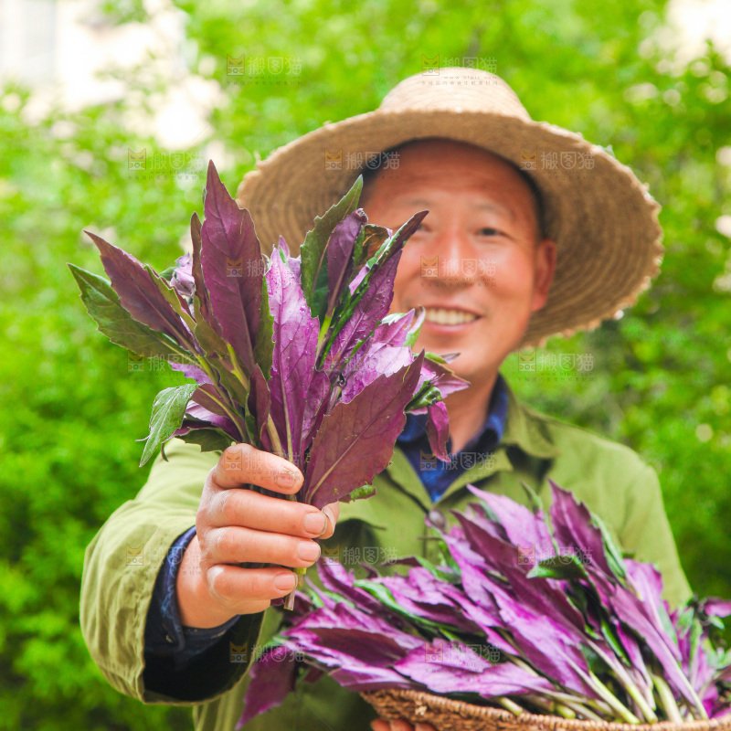 手里端着一篮天葵菜