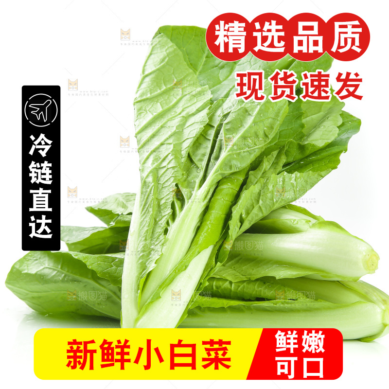 白底上放着小白菜