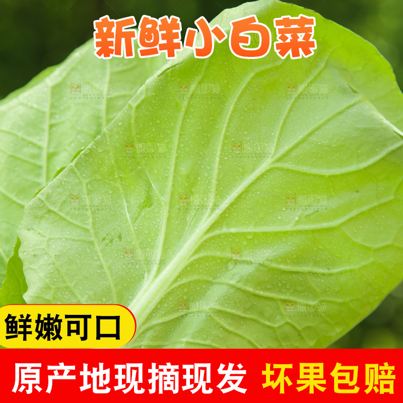 新鲜的小白菜