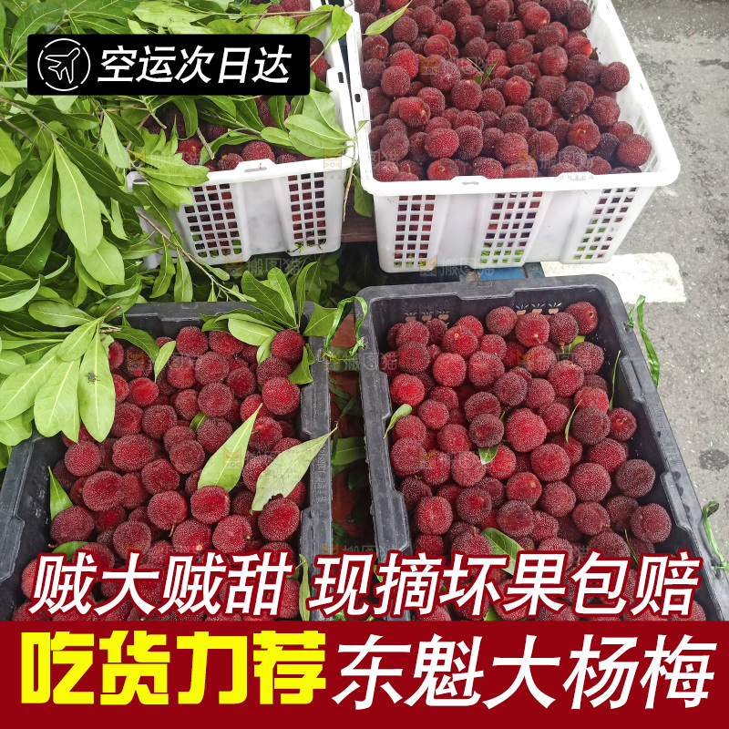 新鲜的东魁大杨梅