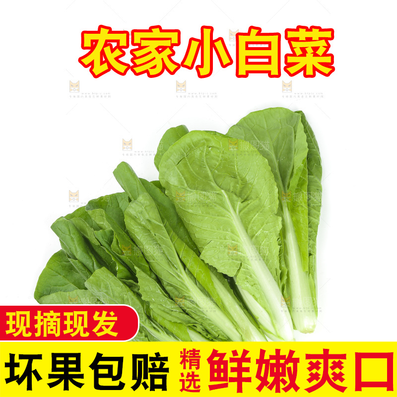 白底上的四季小白菜