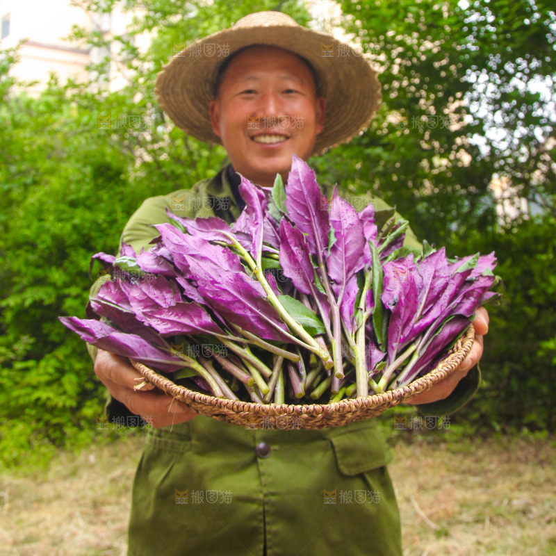 手里端着一篮紫背天葵