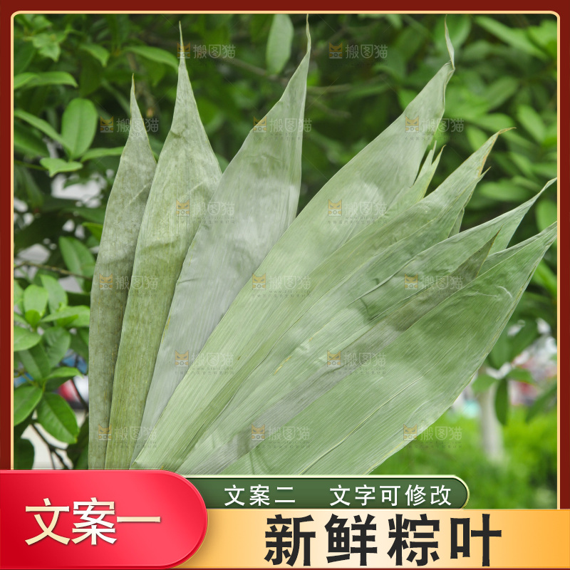 手里拿着粽叶