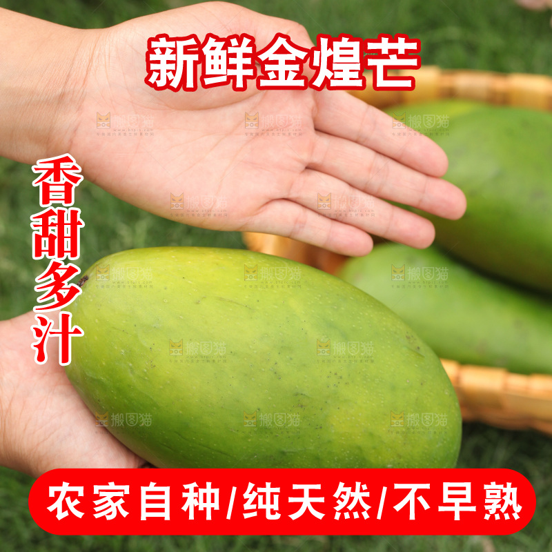 青皮金煌芒对比图