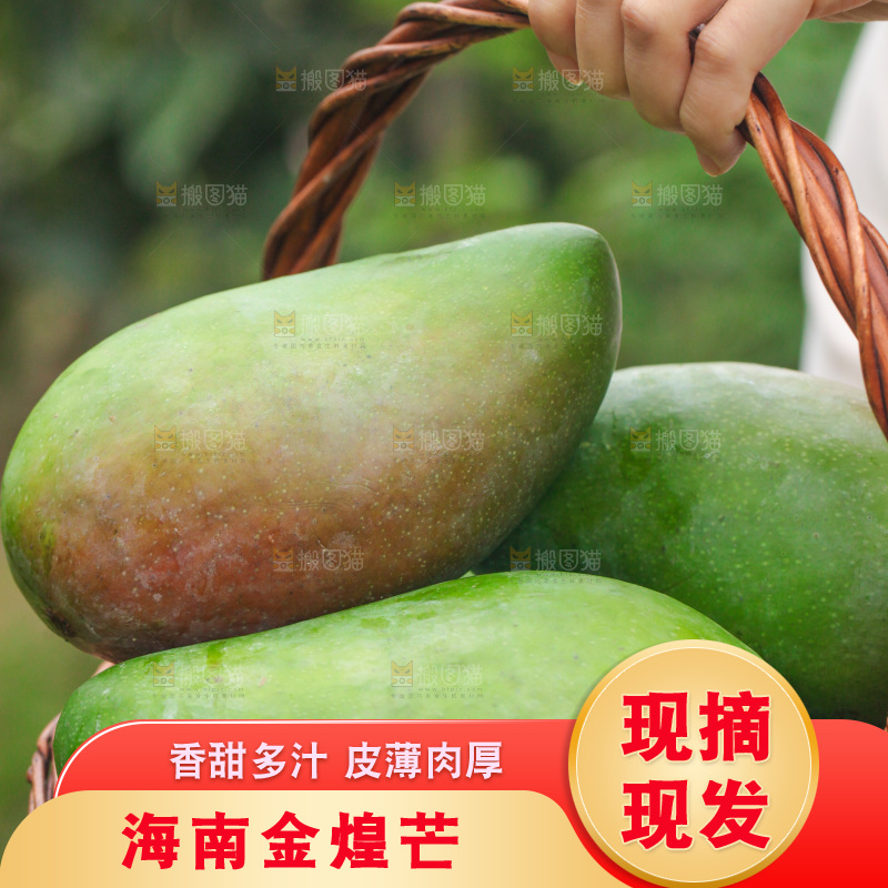 手里提着一篮金煌芒果