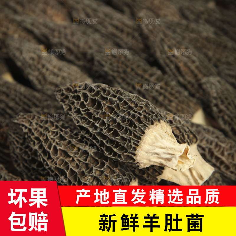 羊肚菌纹理