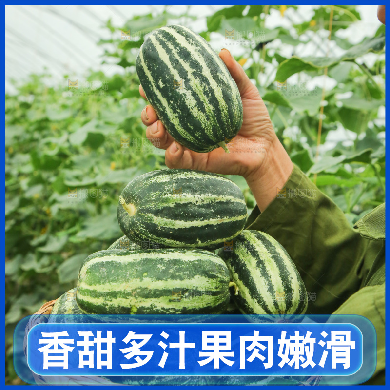 手里端着一篮博洋9号甜瓜
