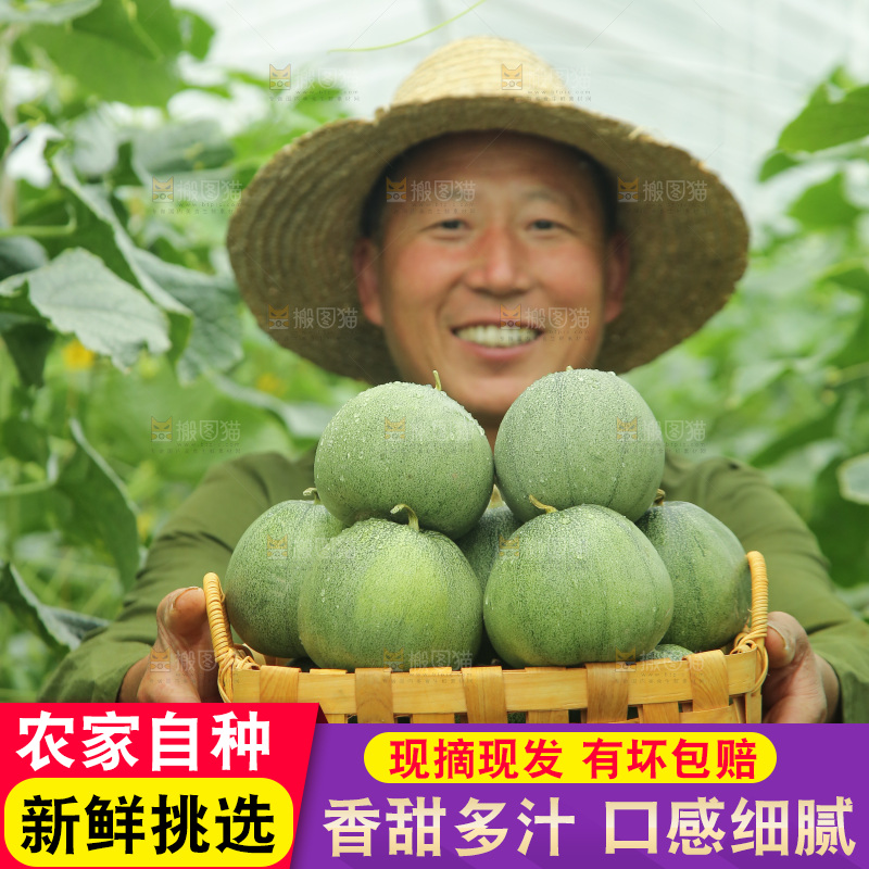 手里端着一篮绿宝石甜瓜