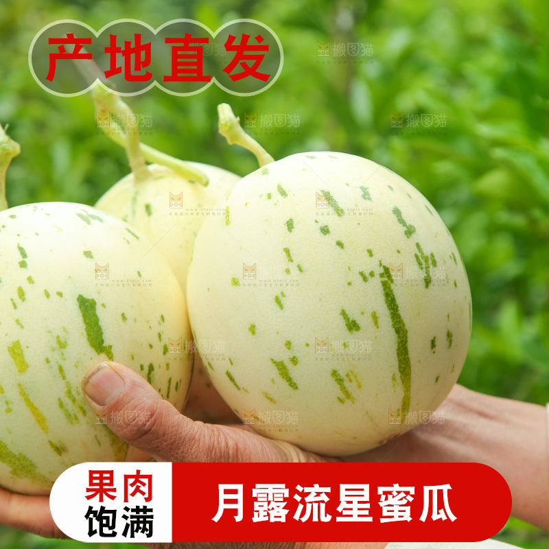 手里捧着月露流星蜜瓜