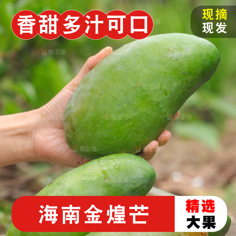 手里拿着大金煌芒