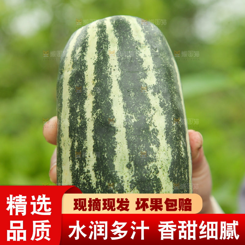 手里拿着博洋9号蜜瓜