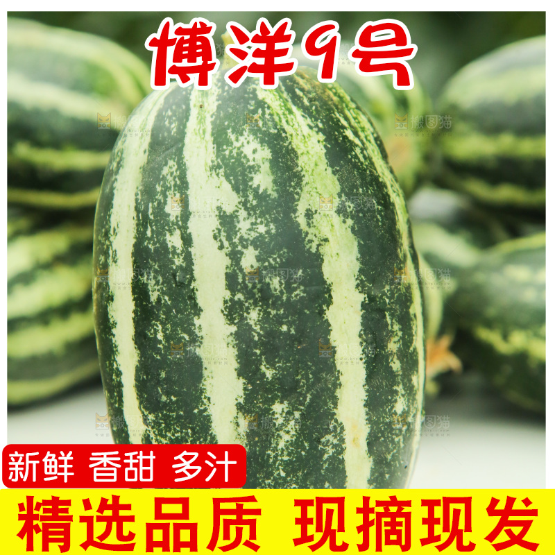 桌子上放着博洋9号甜瓜