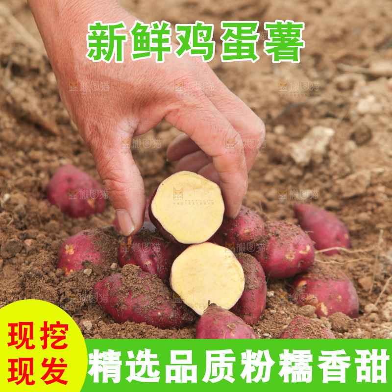 手里拿着鸡蛋小香薯