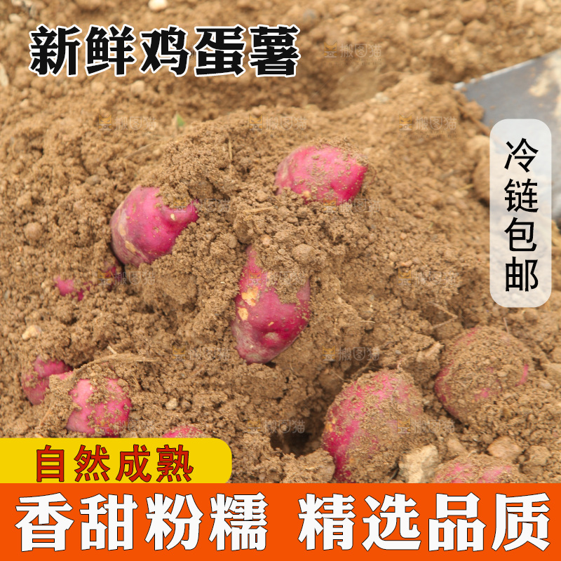 现挖鸡蛋薯