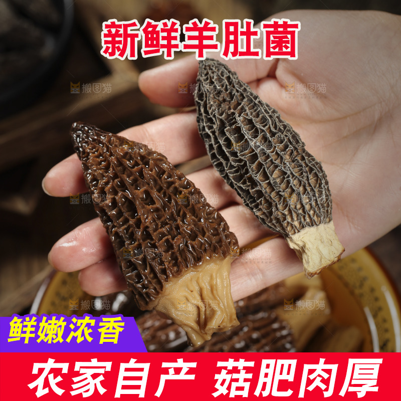 手里拿着羊肚蘑