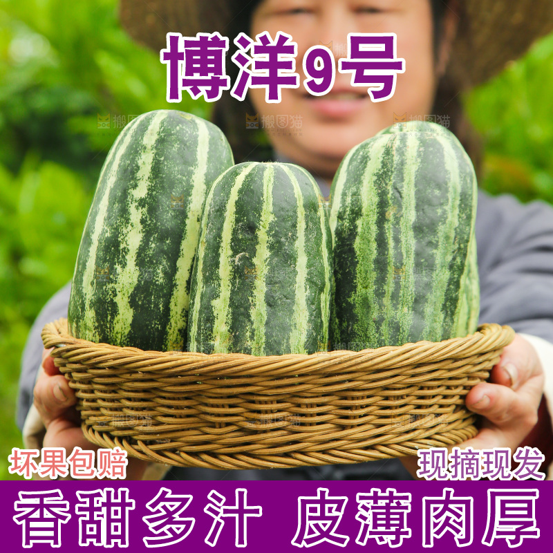 手里端着一篮博洋9号